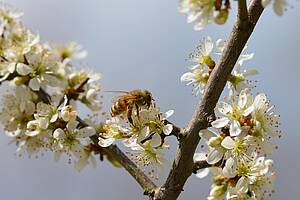 Foto: Honigbiene
