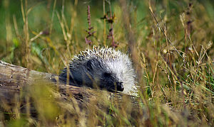 Igel auf Baumpfahl