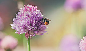 Beispielbild Hummel auf Blume